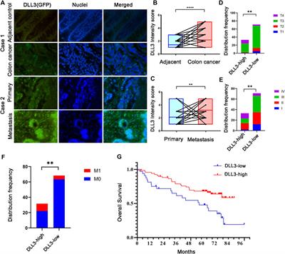 Identification of DLL3-related genes affecting the prognosis of patients with colon adenocarcinoma